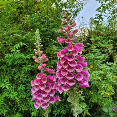 Foxglove