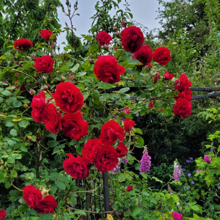 plant image 1672114