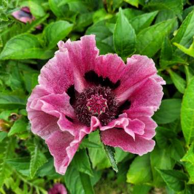 Oriental poppy 'Patty's Plum'