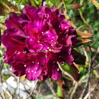 Rhododendron