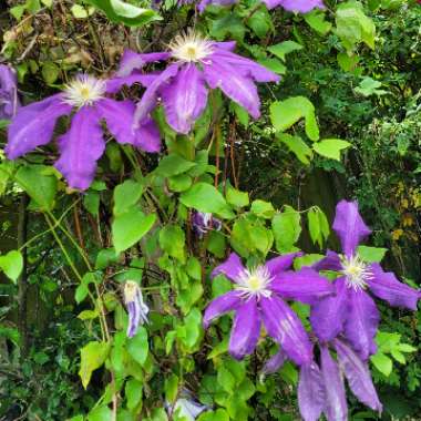 Clematis