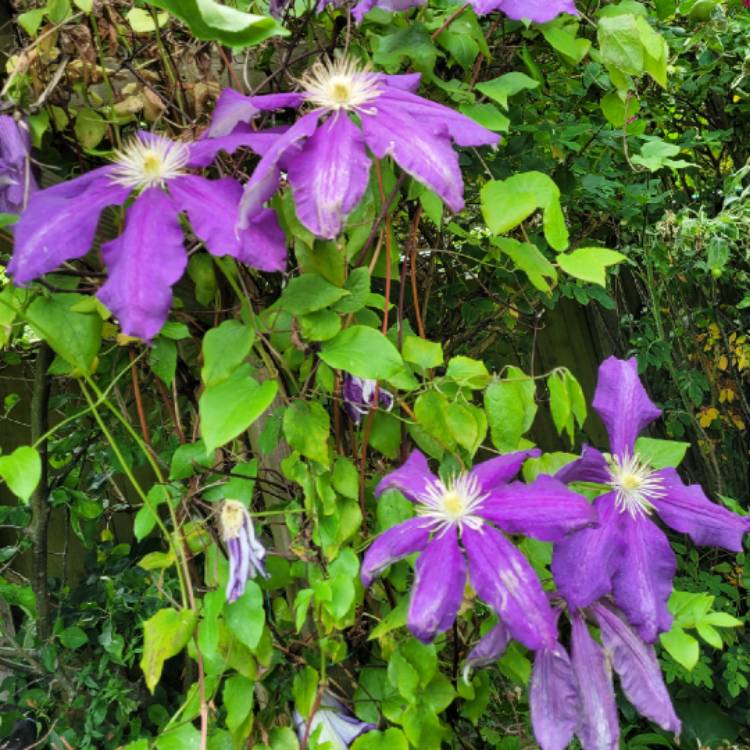 plant image 1672117