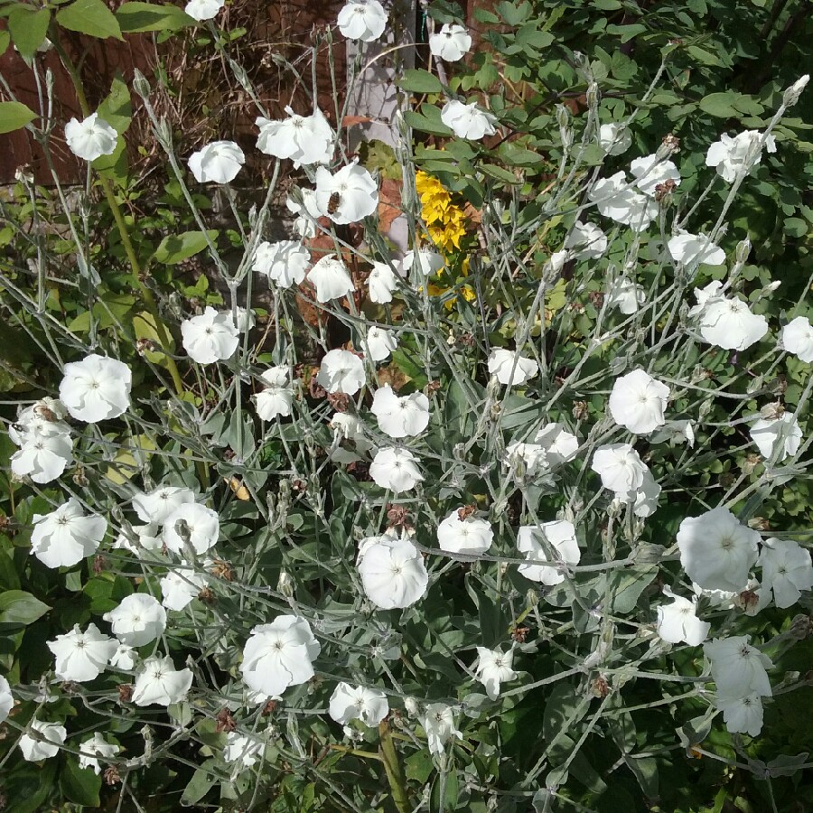 Plant image Lychnis coronaria 'Alba'