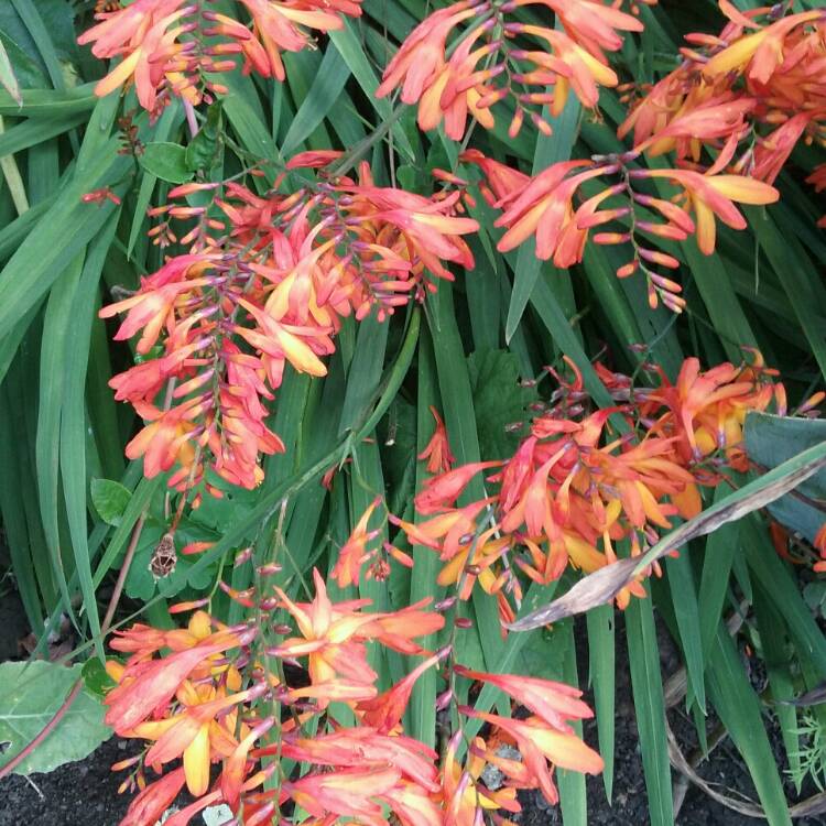 Plant image Crocosmia