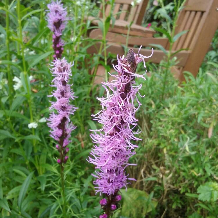 plant image 204366