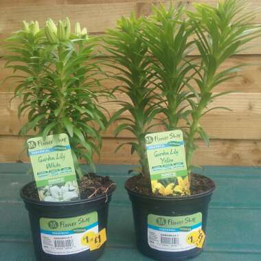 Lilium (Asiatic)