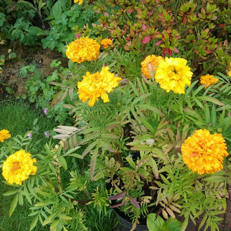 plant image 215417
