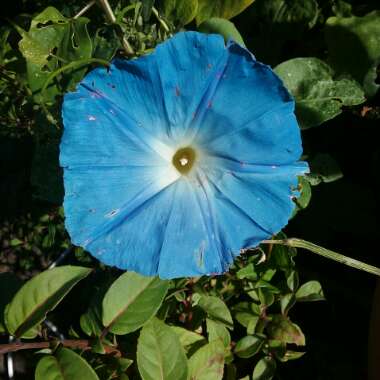 Ipomoea tricolor 'Heavenly Blue'
