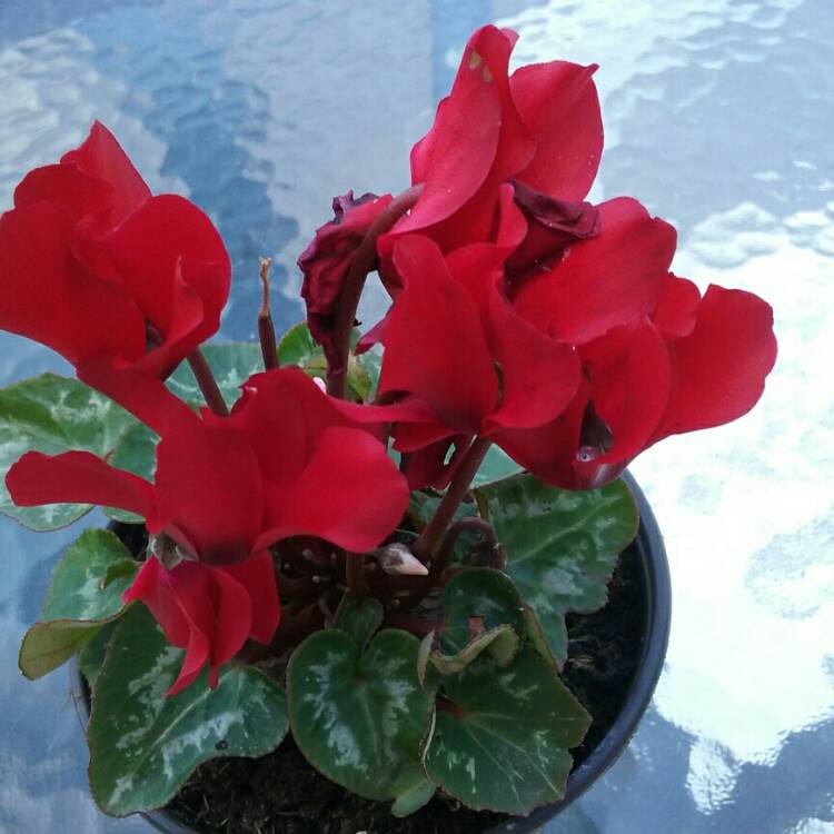 Plant image Cyclamen