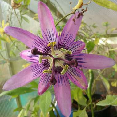Passiflora