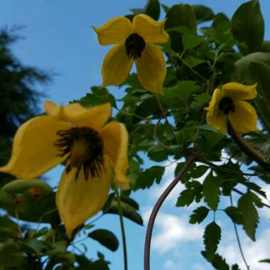 Clematis