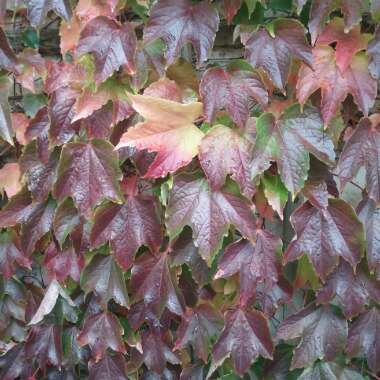 Parthenocissus quinquefolia syn. Ampelopsis hederacea ; Ampelopsis quinquefolia