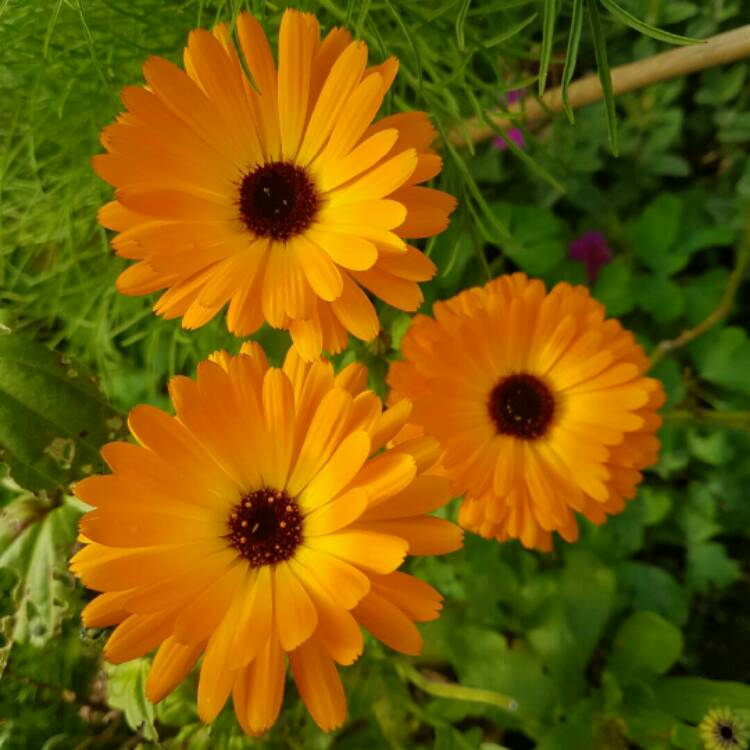 Plant image Calendula