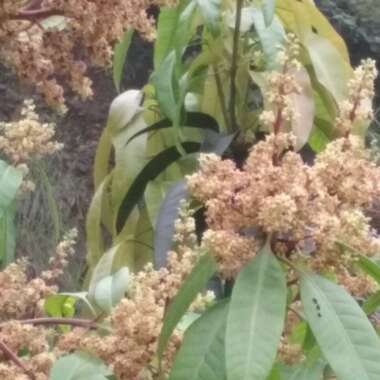 Mangifera indica