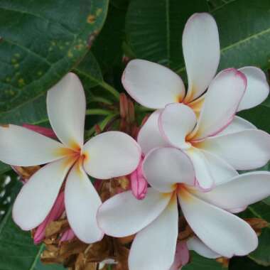 Plumeria