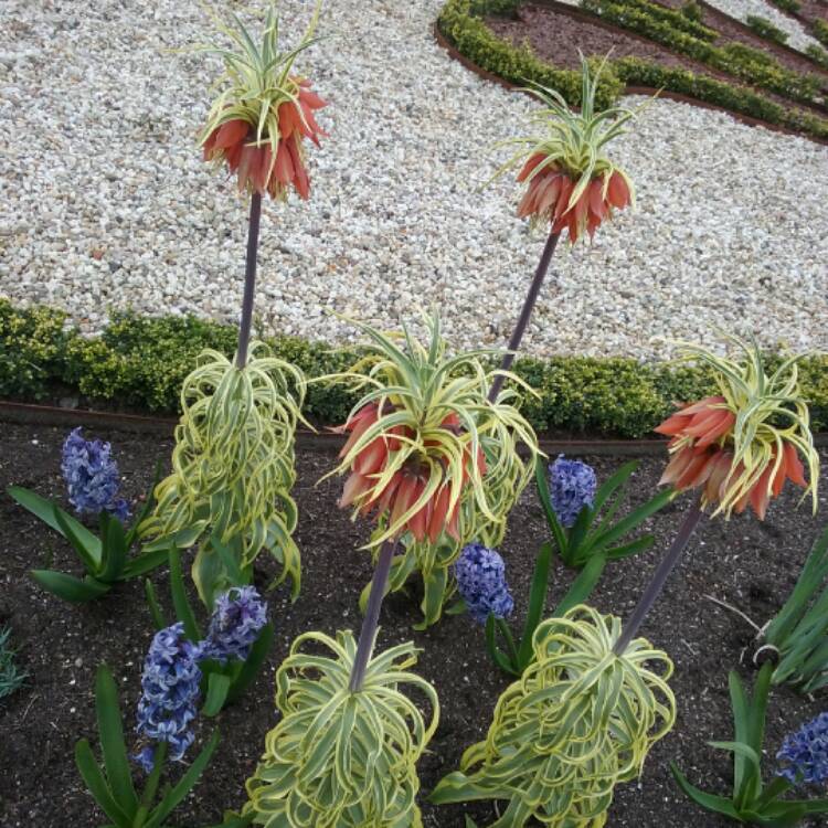 Plant image Fritillaria imperialis 'Blom's Orange Perfection'