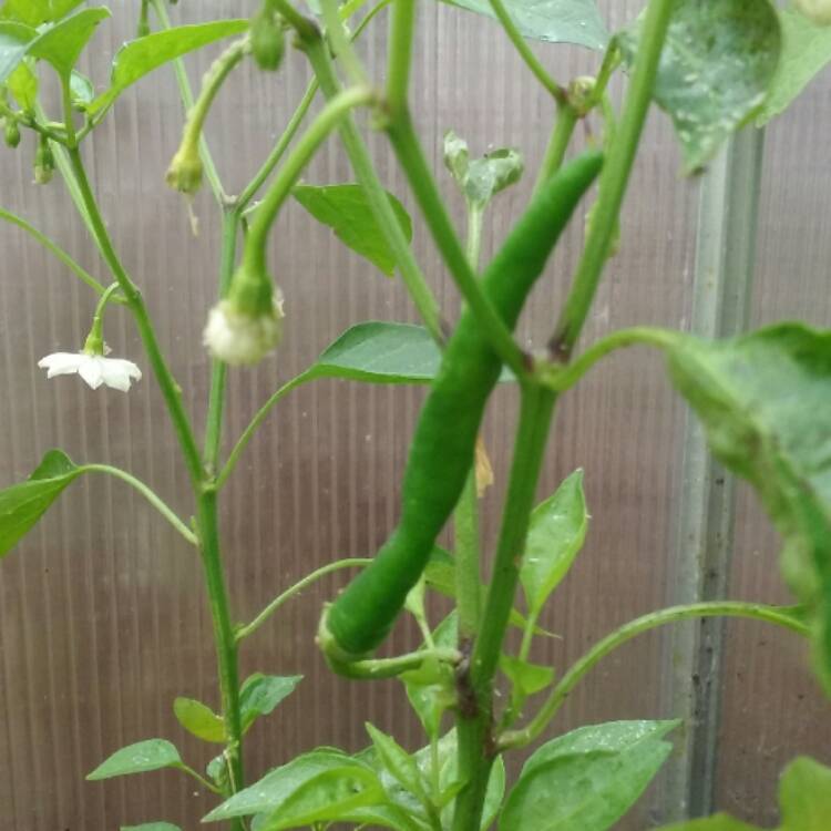 Plant image Capsicum annuum