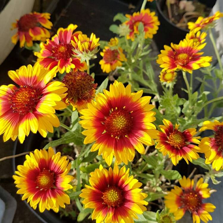 Plant image Gaillardia