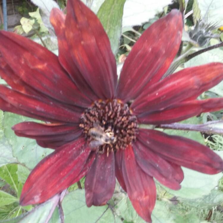 Plant image Helianthus Annuus 'Claret' F1