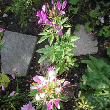 Cleome
