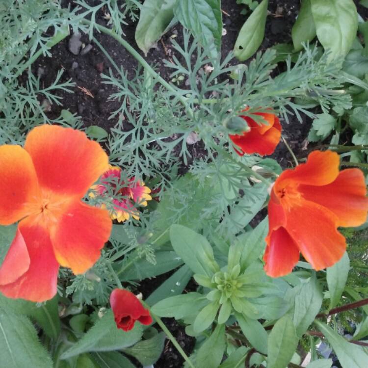 Plant image Eschscholzia californica