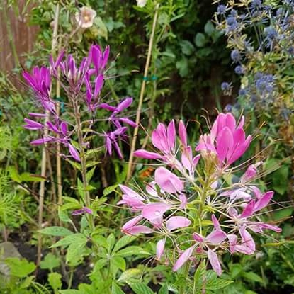 Plant image Cleome