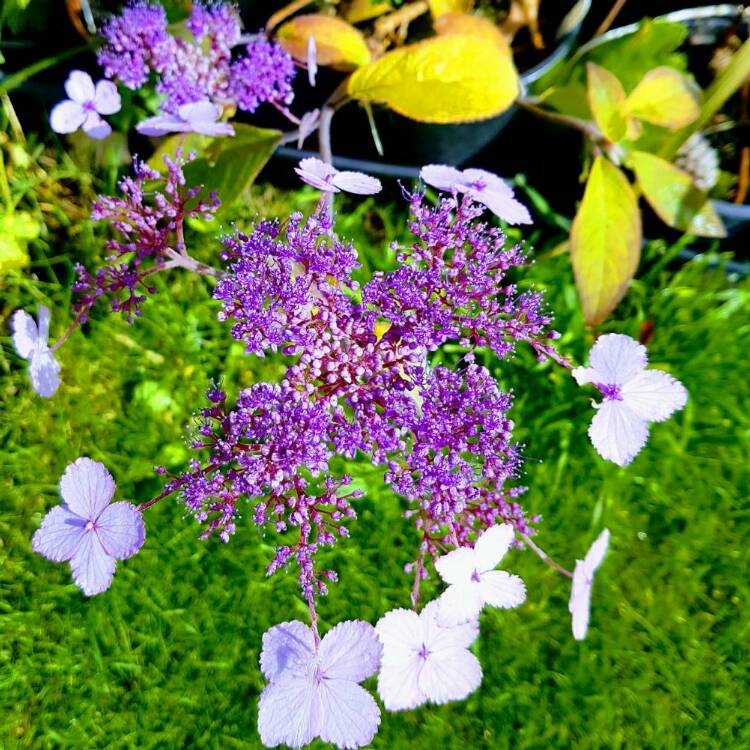 Plant image Hydrangea aspera 'Villosa'