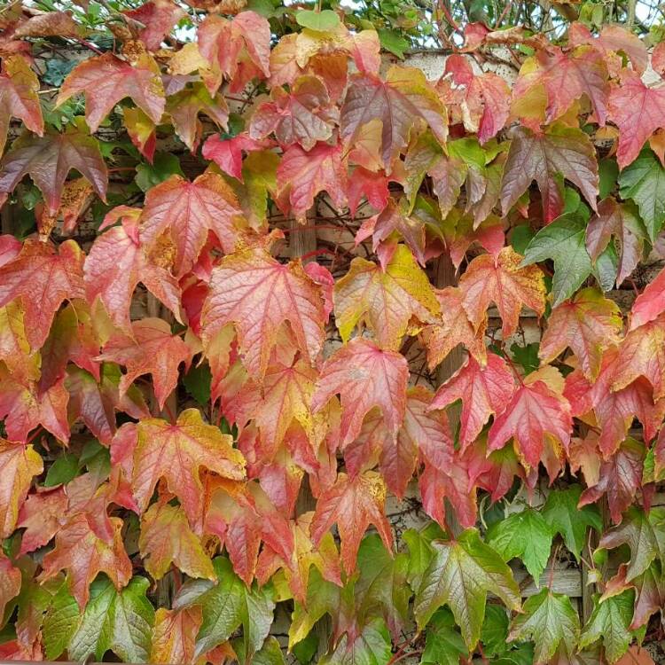 Plant image Parthenocissus tricuspidata syn. Ampelopsis hoggii ; Ampelopsis tricuspidata