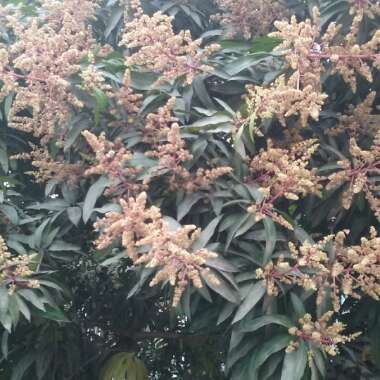 Mangifera indica