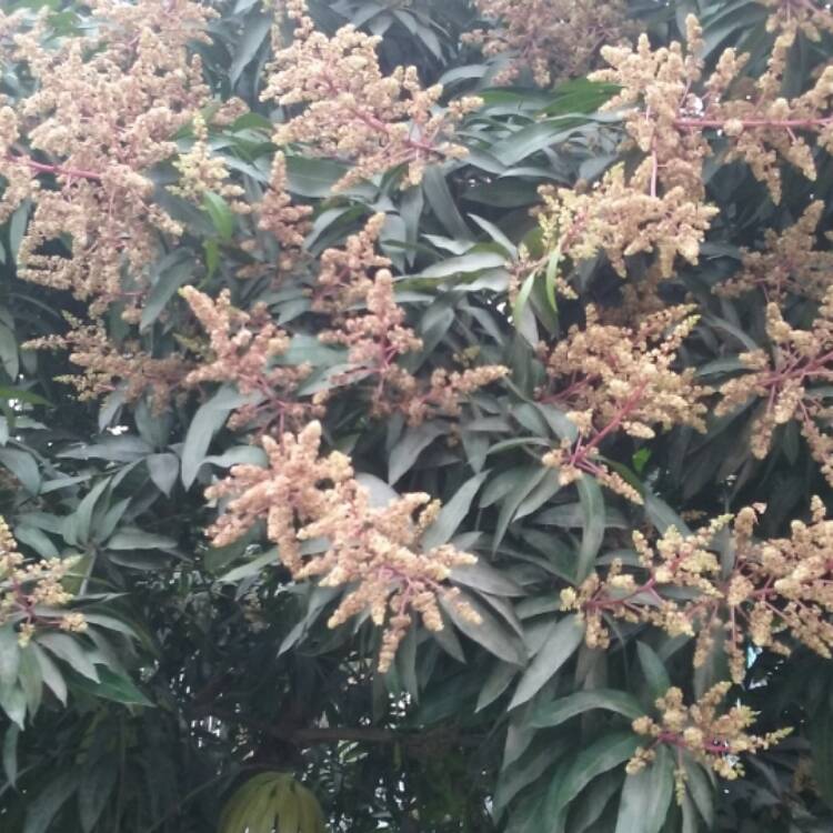 Plant image Mangifera indica