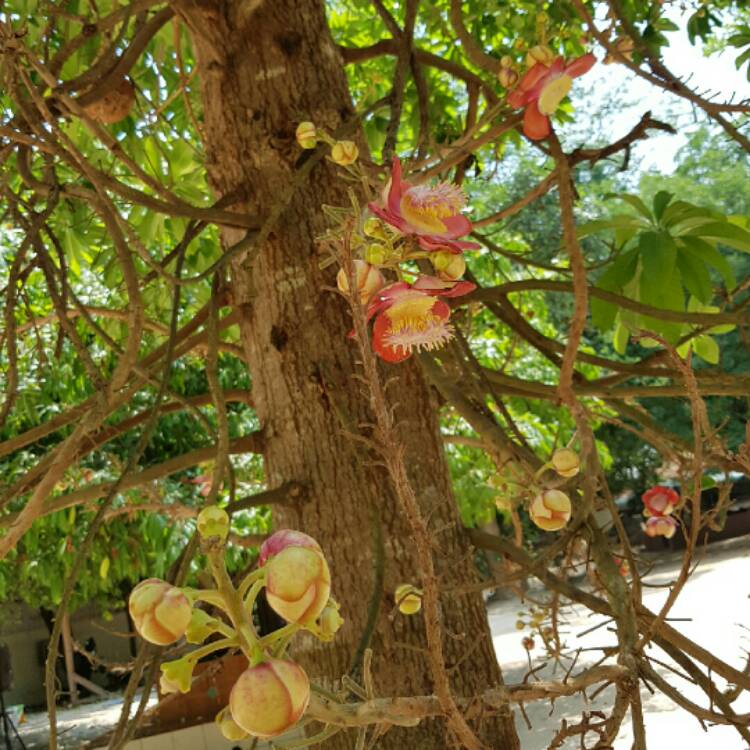 plant image 635239