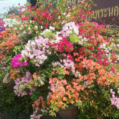 Bougainvillea