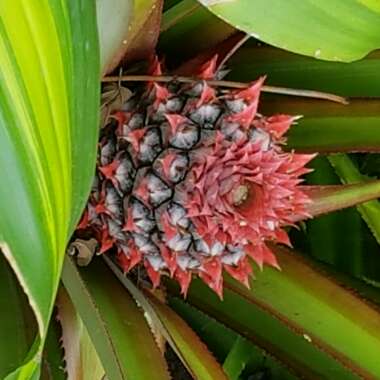Ananas comosus