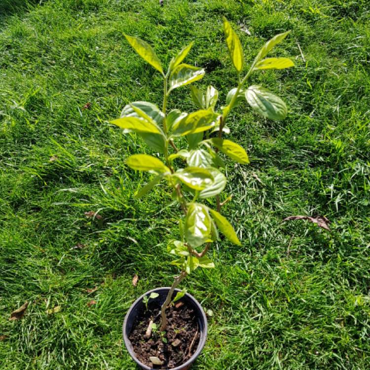 Plant image Prunus salicina