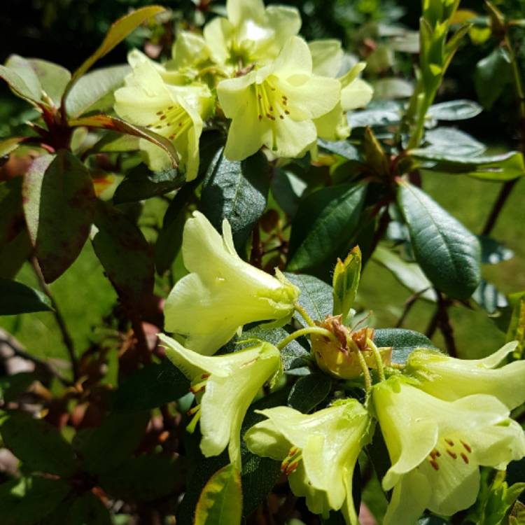 Plant image Rhododendron 'Wren'