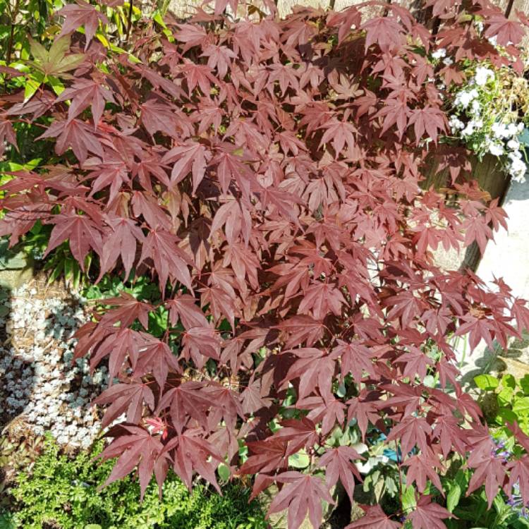 Plant image Acer
