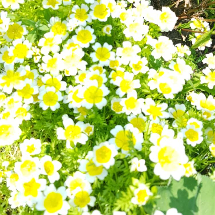 Plant image Limnanthes douglasii