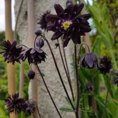 Aquilegia vulgaris var. stellata 'Black Barlow'