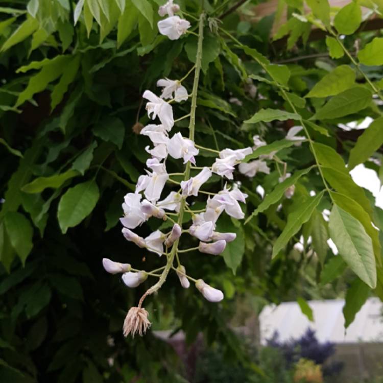 Plant image Wisteria sinensis 'Alba'