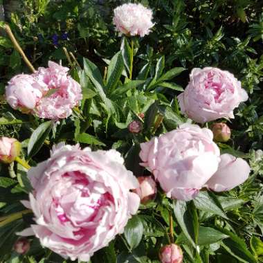 Paeonia