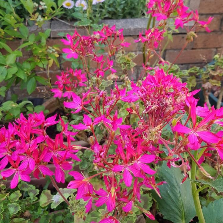 Plant image Pelargonium 'Fiwopi' (Fireworks Series) syn. Pelargonium 'Fireworks Pink'