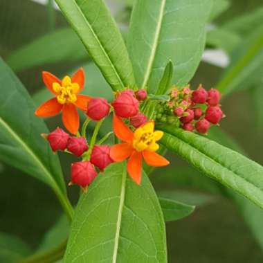Asclepias