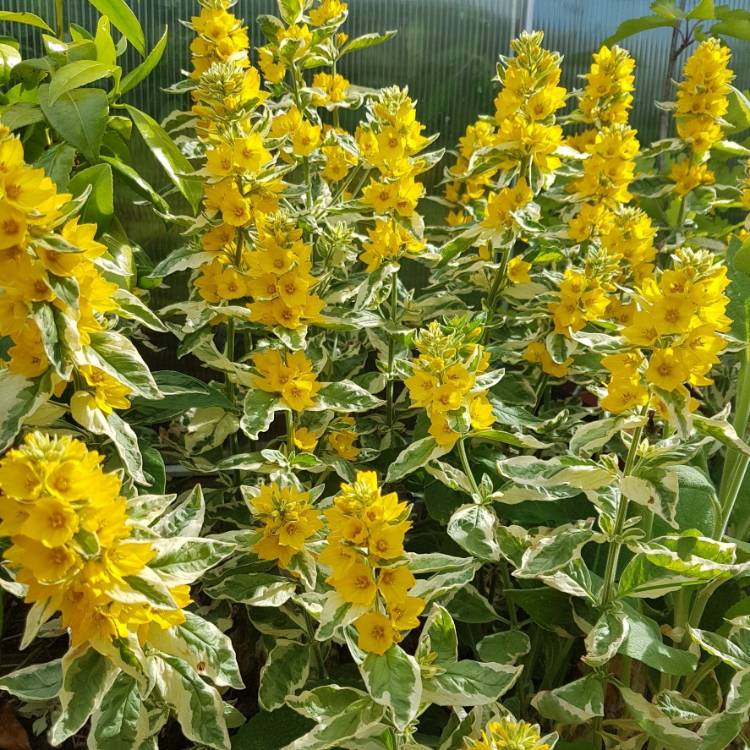 plant image 752989