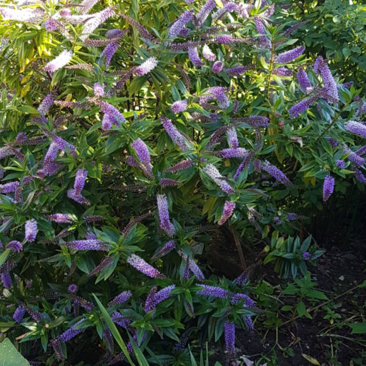 plant image 755947