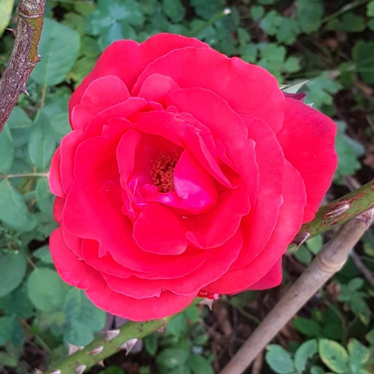 plant image 796494