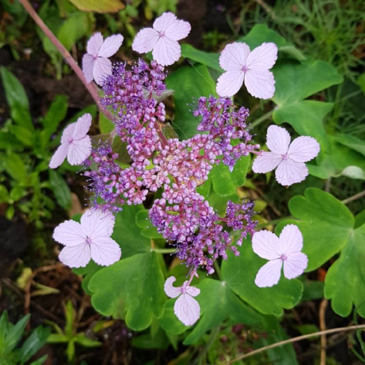 Plant image Hydrangea aspera 'Villosa'