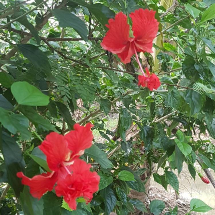 Plant image Hibiscus rosa-sinensis