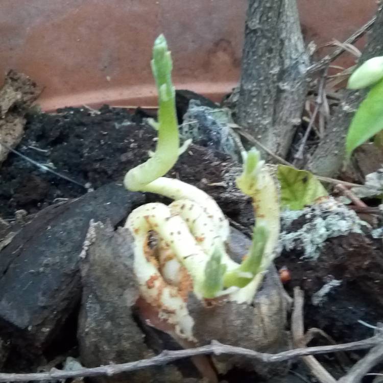 Plant image Persea americana  syn. Persea gratissima