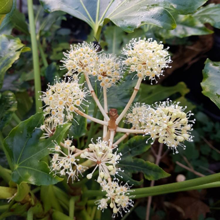 Plant image Fatsia japonica  syn. Aralia japonica