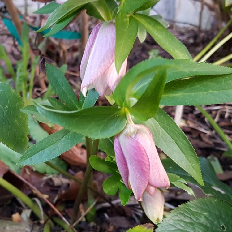 plant image 915126